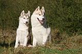 SIBERIAN HUSKY 794